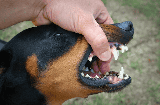 Minnesota's Dog Bite Laws